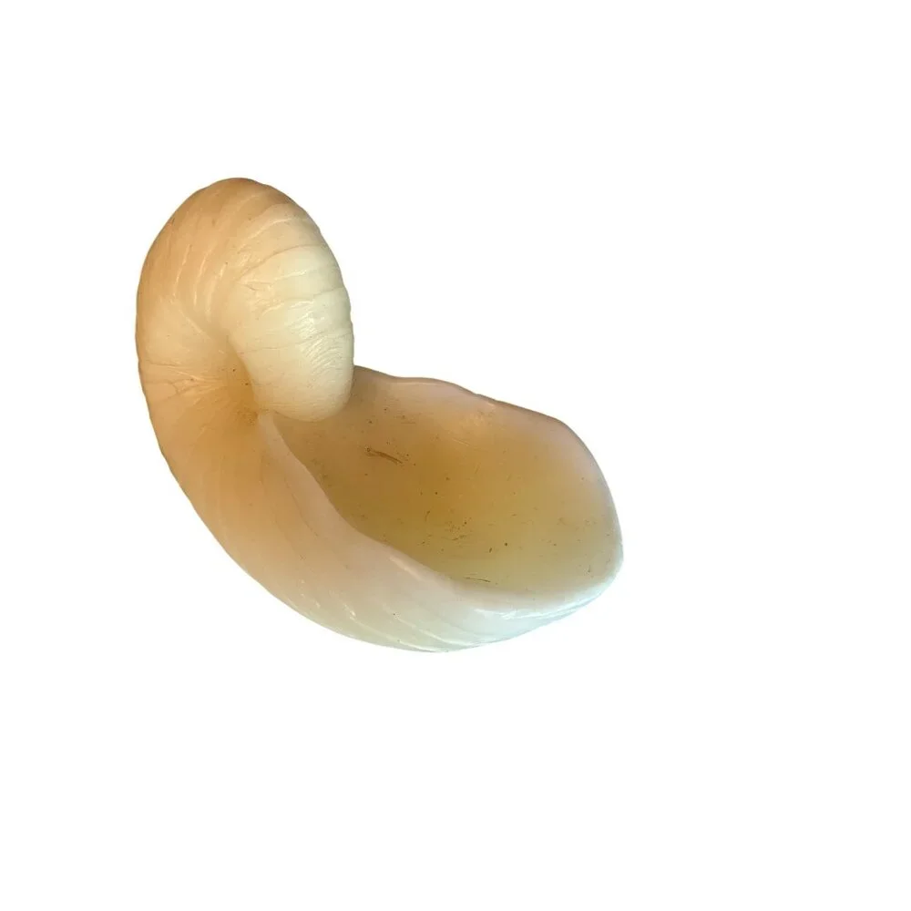 Large Nautilus Shell Shaped Candle By Austin Sculptures‎